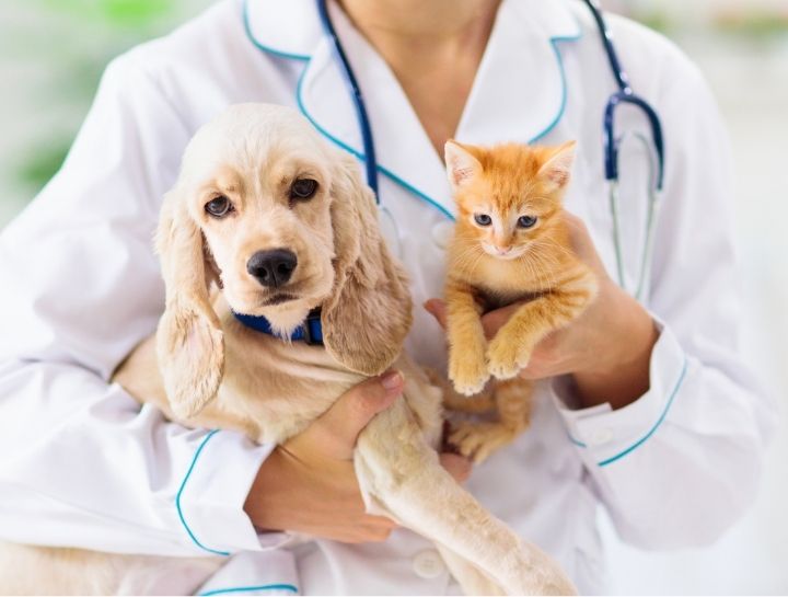 Puppy & Kitten Care