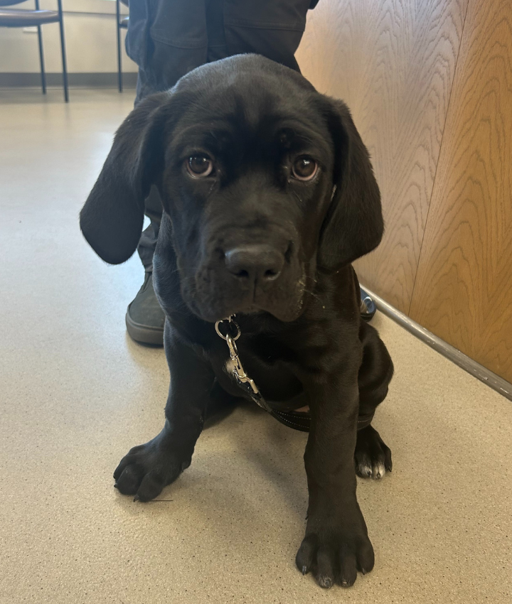 Veterinary Resources for your Pet